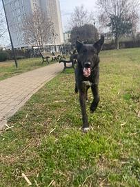 Dolcissimo cucciolo di 4 anni