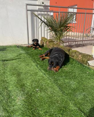 Rottweiler