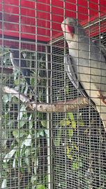 Parrocchetti del collare Coppia