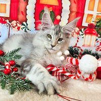 LEGGERE SOTTO Maine Coon CARRIER SHADED TOP LINE