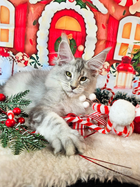 LEGGERE SOTTO Maine Coon CARRIER SHADED TOP LINE