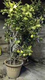 piante limoni in vaso