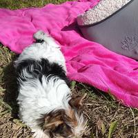 Biewer terrier ,femina