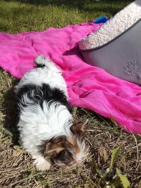 Biewer terrier ,femina