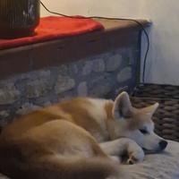 Cucciola di Akita Inu