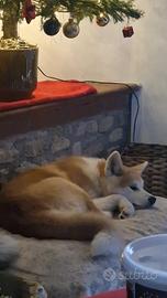 Cucciola di Akita Inu