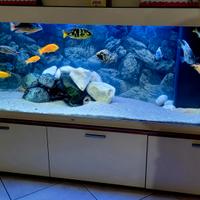 Acquario Juwel 450