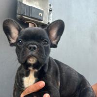 Bulldog francese maschio