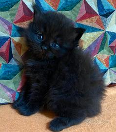 Gattina persiano femmina 