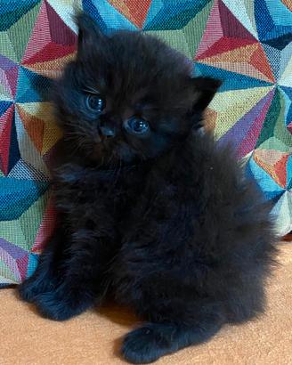 Gattina persiano femmina 