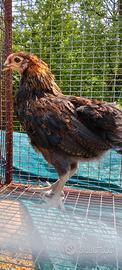 Araucana gallo