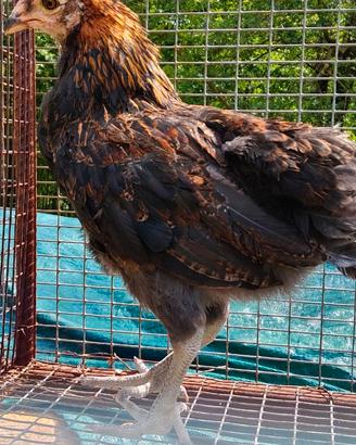 Araucana gallo
