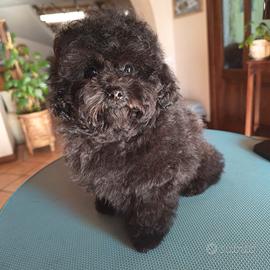 Barboncino Mini Toy Nero/Silver