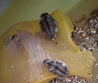 Vend criceti Roboroschi cuccioli è grandi 2026