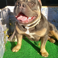 American Bully pocket