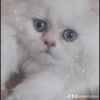 Gatto delke montagne