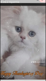 Gatto delke montagne