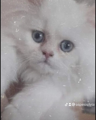 Gatto delke montagne