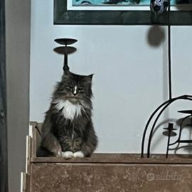 Gattini di madre main coon