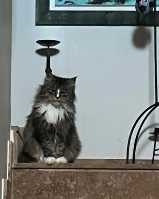 Gattini di madre main coon