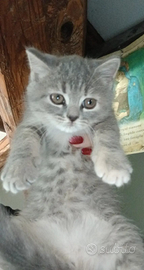 Gattini scottish fold e straigh