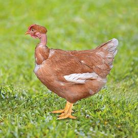 Galline
