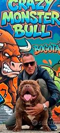 American Bully/ Micro Bully