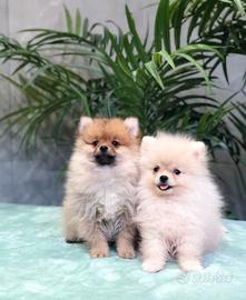 Pomerania cuccioli