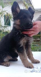 Cucciola di pastore tedesco pedigree