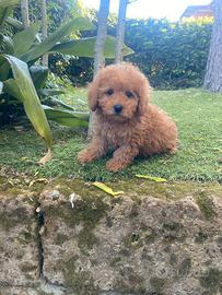 Barboncino Toy/Nano Albicocca Intenso maschio