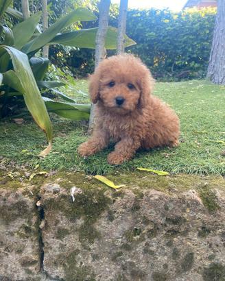 Barboncino Toy/Nano Albicocca Intenso maschio