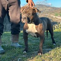 American bully xxl