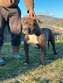 American bully xxl