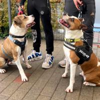 Maya e gold cani meticci