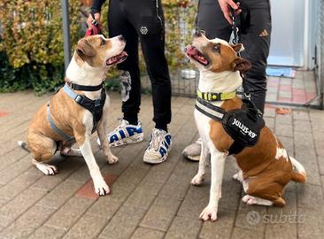 Maya e gold cani meticci