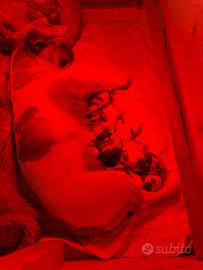 Cuccioli di jack Russel con pedegree