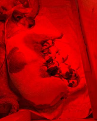 Cuccioli di jack Russel con pedegree