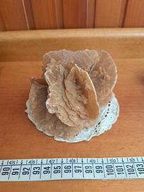 minerale rosa del deserto