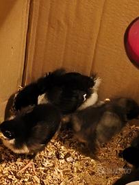 5 Pulcini di Australorp e Marans