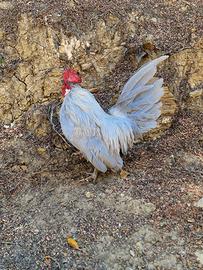 Galline