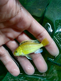 Labidocromis caeruleus giallo ciclidi malawi