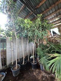 Ficus alti 3 metri