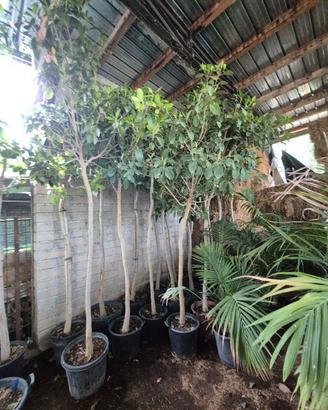 Ficus alti 3 metri