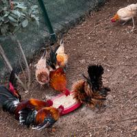 Serama , galline ornamentali