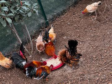 Serama , galline ornamentali