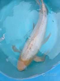 Carpa Koi