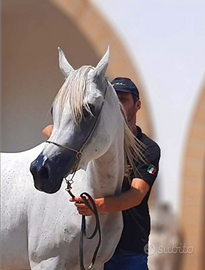 Cavalla Araba Egiziana gravida