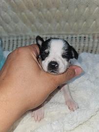 Chihuahua bianca e nera pedigree Enci