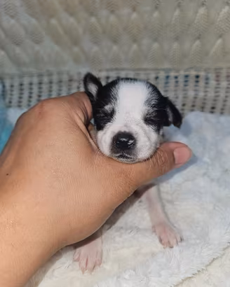 Chihuahua bianca e nera pedigree Enci