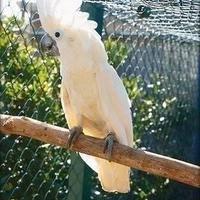 Cacatua ALBA Bianco PULLO 4Mesi ExpoGroup